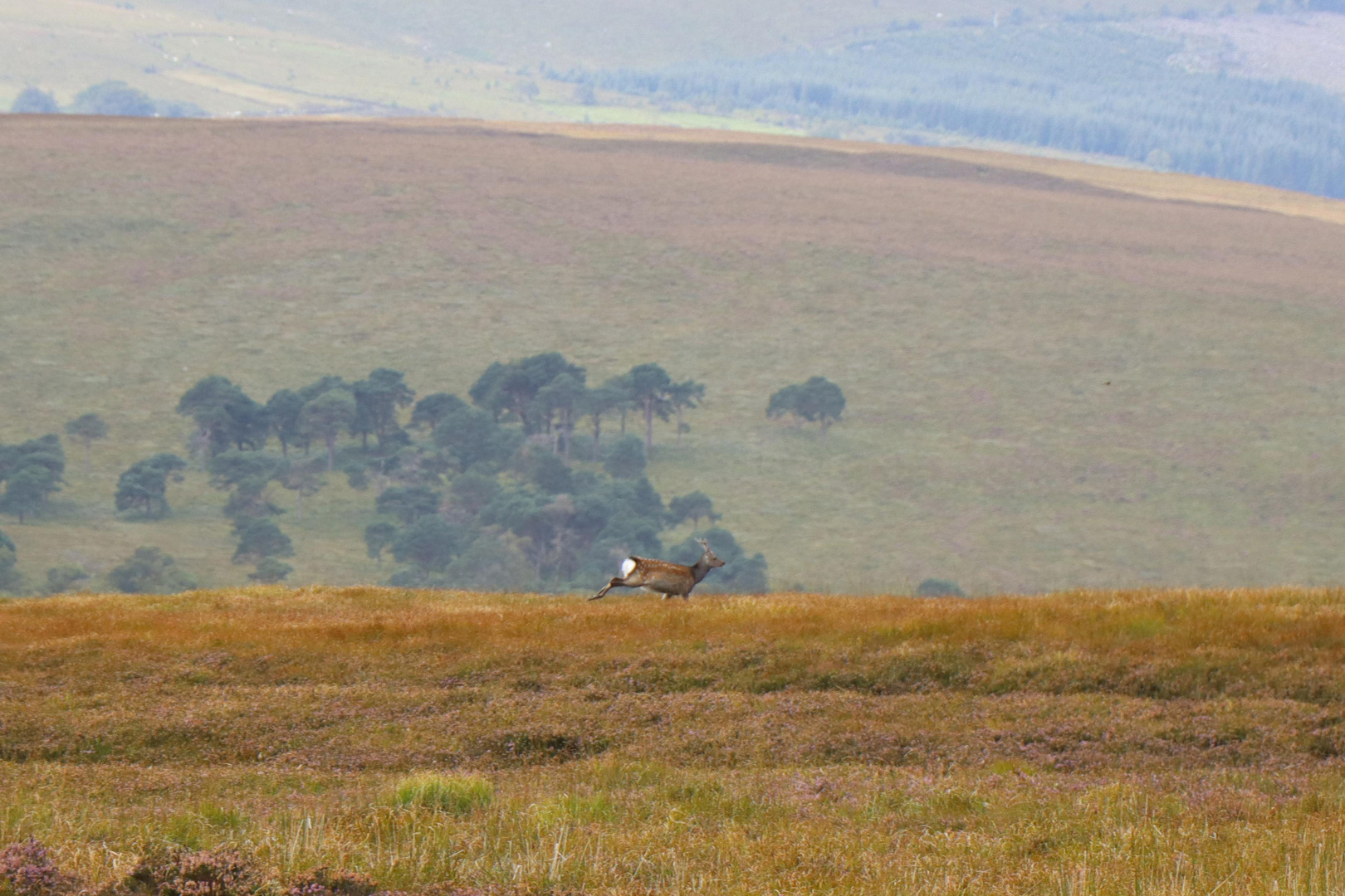 Villrein, camping og ferdsel